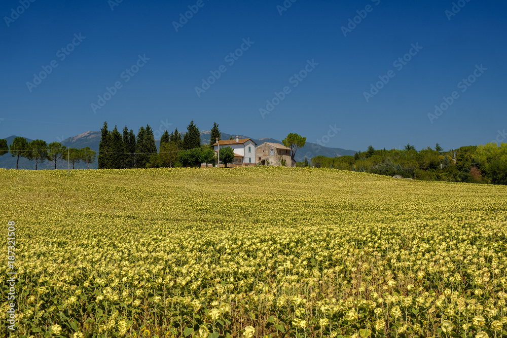 Typical farm in Umbria (Italy) at summer