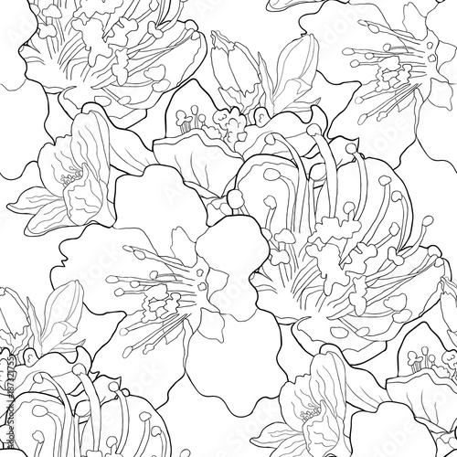 seamless pattern coloring flower of the almond blossoms a nut  illustration