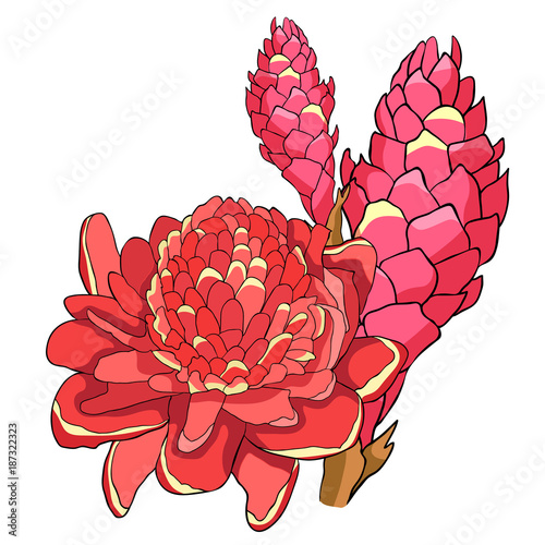 Tropical flower of ginger Red torch.  illustration