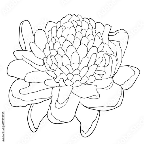 Tropical flower of ginger coloring torch. illustration