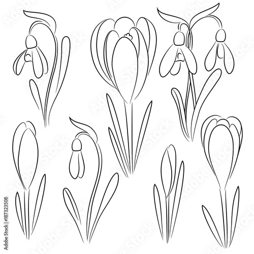 vector contour crocus  snowdrops flowers 