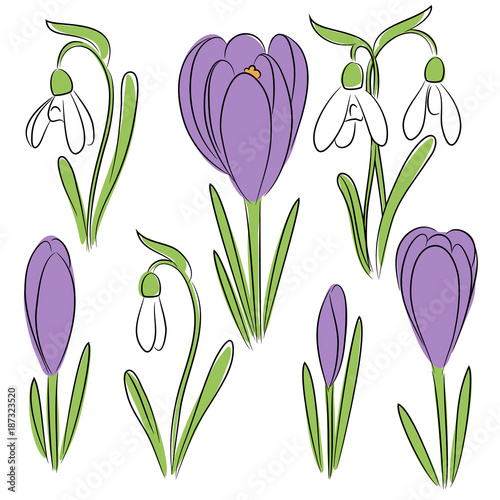 vector blue crocus white snowdrops flowers set