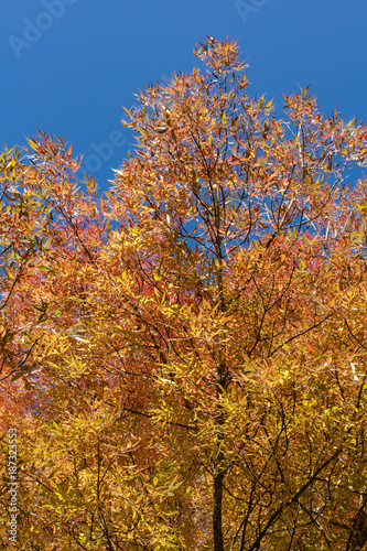 Autumn leaves and trees in Versailles park