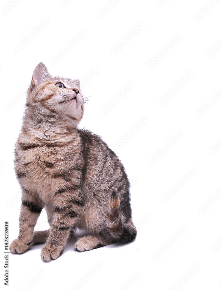 Cute little grey kitten playing on a white background
Cute little grey kitten playing on a white background