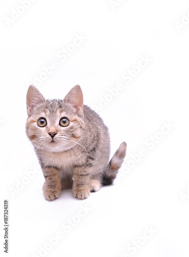 Cute little grey kitten playing on a white background 