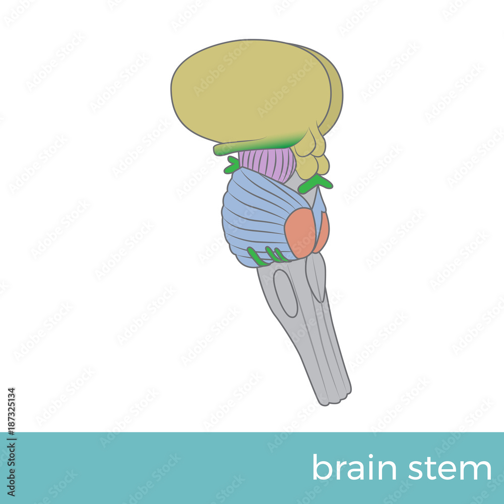 vector illustration of side view of brain stem Stock Vector | Adobe Stock