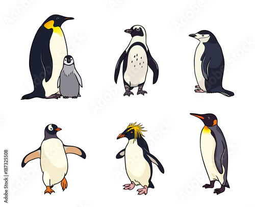 Fotografie, Tablou Set of different penguins - vector illustration