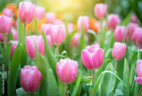 Beautiful pink tulips in the garden at sunset