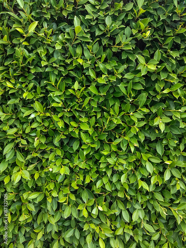 Wallpaper Mural Leaves fence at ranch isolated over white background Torontodigital.ca