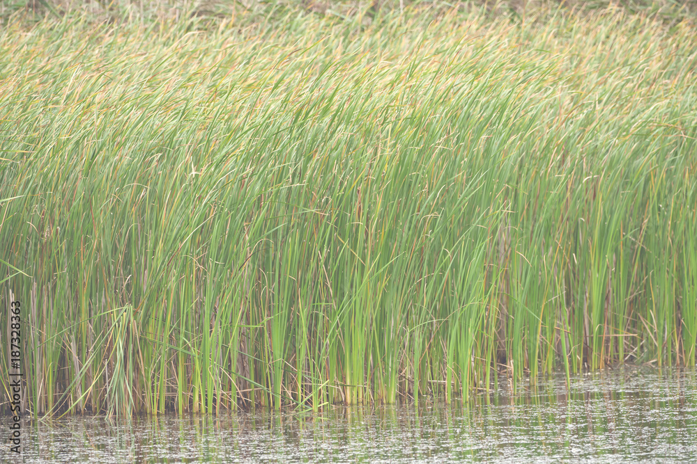 Wild grass on the shore of a lake