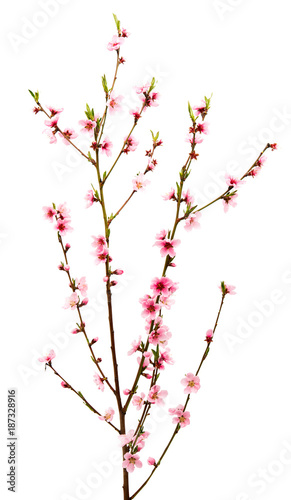Fototapeta Naklejka Na Ścianę i Meble -  branch with sakura flowers isolated