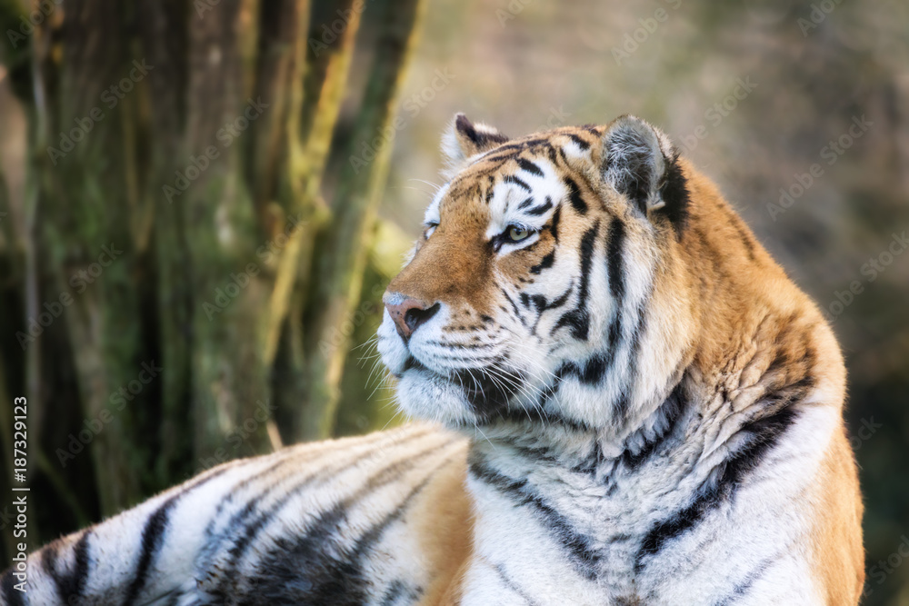 Obraz premium Siberian tiger in afternoon sunlight
