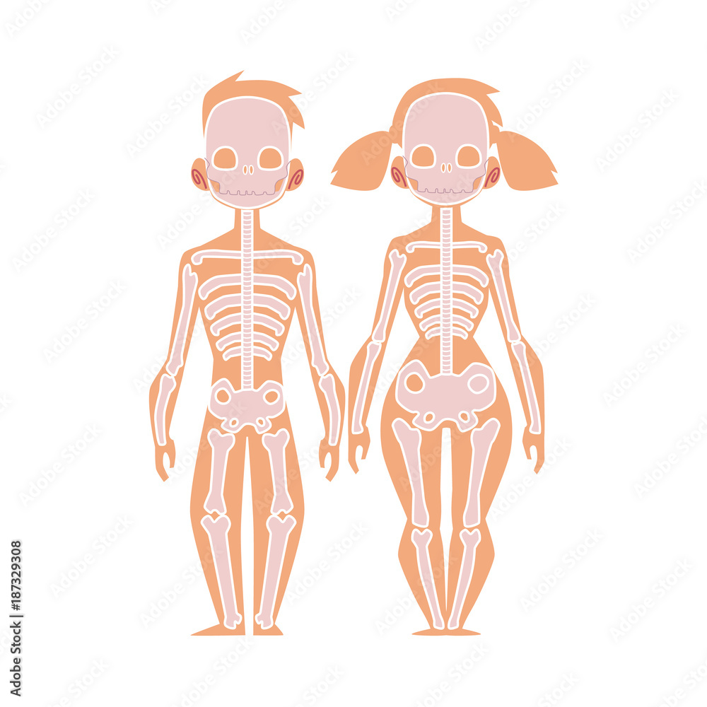 Vettoriale Stock Vector flat structure of the human body, anatomy - female,  male bones, human skeleton. Anatomical skeletal system, education, science  design object. Isolated illustration, white background. | Adobe Stock
