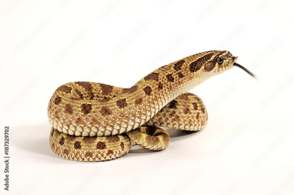 Fototapeta premium Wąż haczykowaty (Heterodon nasicus) - zachodni wąż hognose