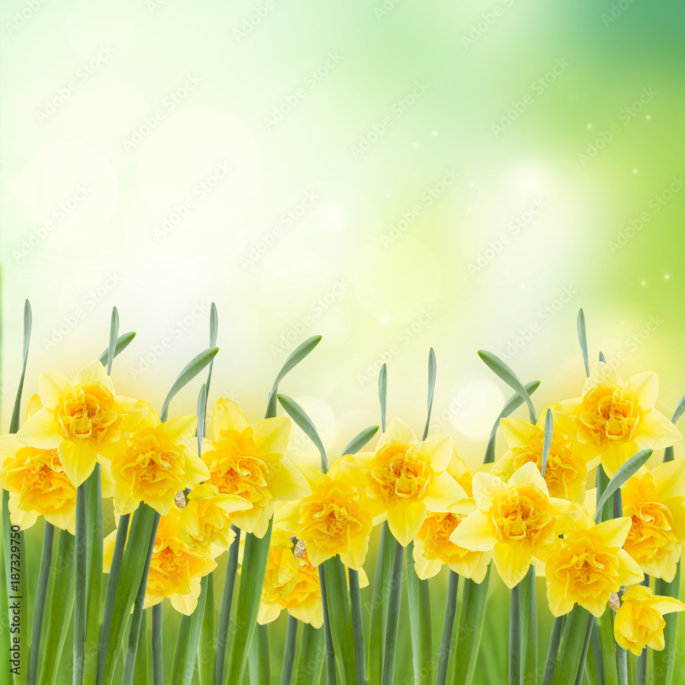 Fototapeta premium spring narcissus garden
