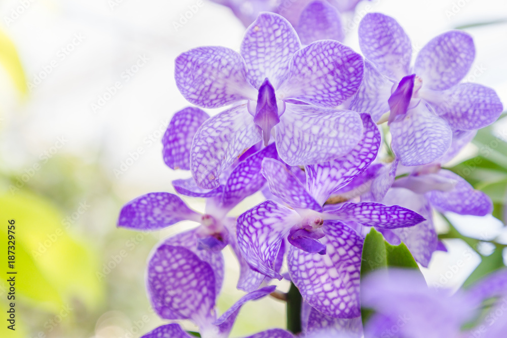 Orchid flower in orchid garden at winter or spring day for postcard beauty and agriculture idea concept design. Vanda coerulea orchid. Purple orchid. Orchid flower in orchid garden at winter or spring day for postcard beauty and agriculture idea concept design. Vanda coerulea orchid. Purple orchid.