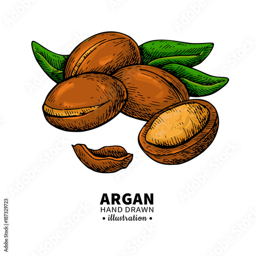 Argan vector drawing.  Organic essential oil sketch.