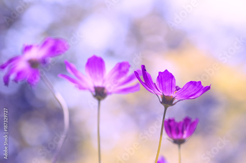Fototapeta Naklejka Na Ścianę i Meble -  Delicate purple flowers on a beautiful background. Festive floral background. Women's day
