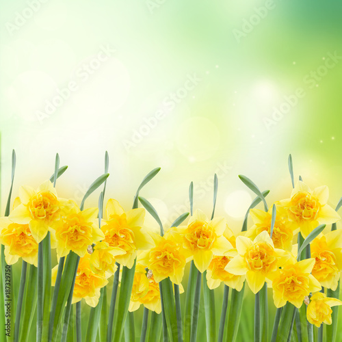 spring narcissus garden © neirfy