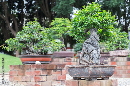 Bonsai tree on ceramic pot in bonsai garden.