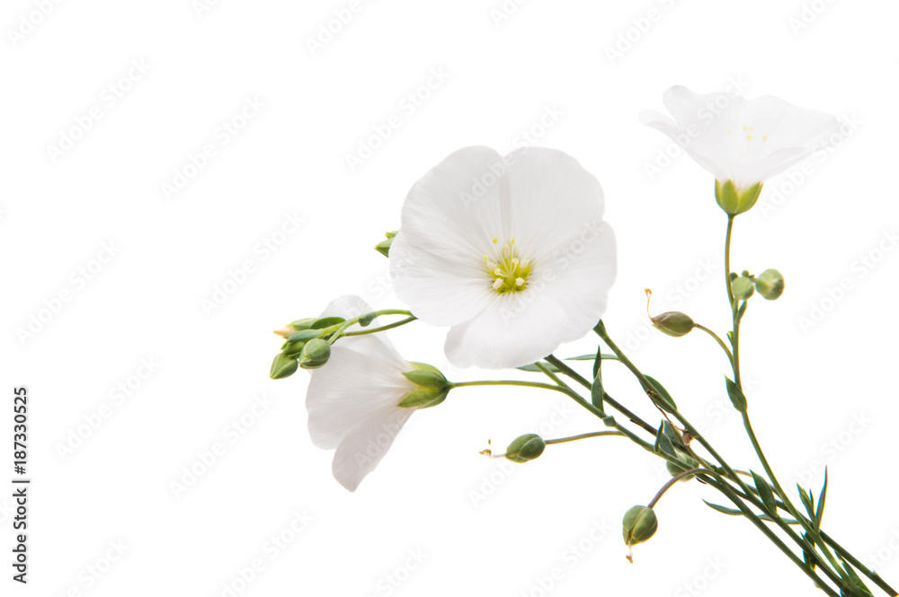 white flax flowers isolated white flax flowers isolated