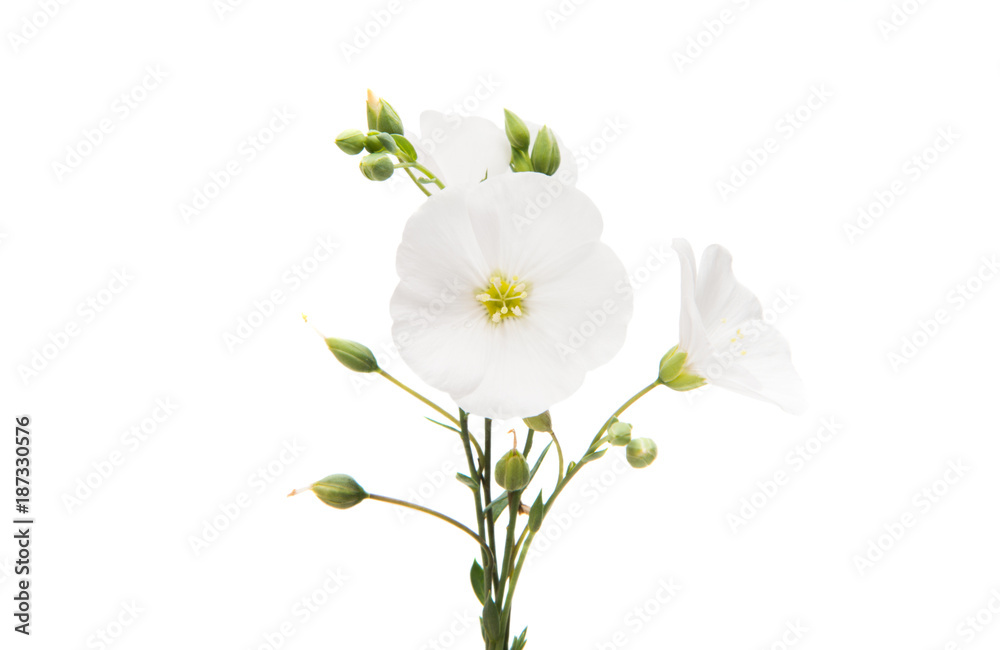 white flax flowers isolated