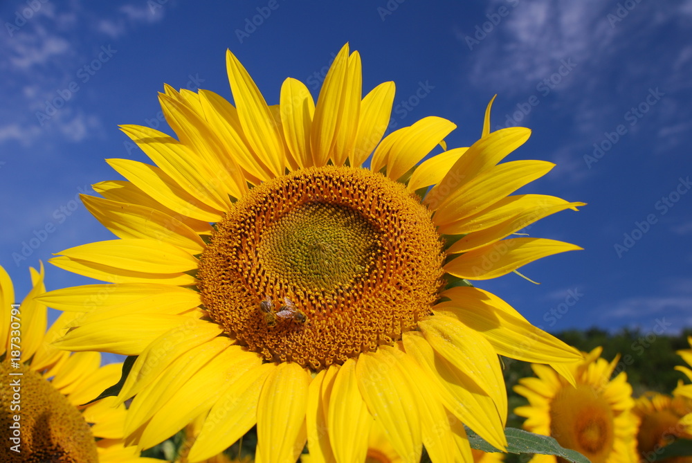 Sunflower against a blue sky with bee