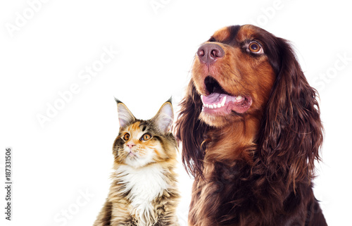 Fototapeta Naklejka Na Ścianę i Meble -  dog and a cat looking sideways