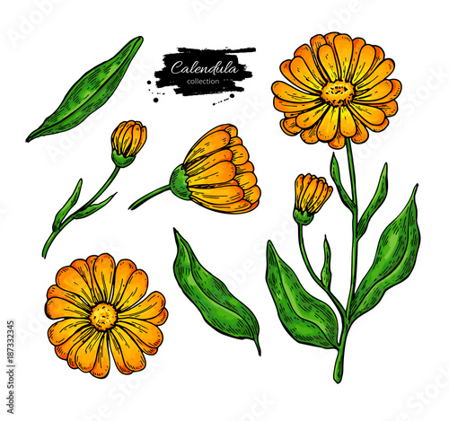 Calendula vector drawing. Isolated medical flower and leaves. He