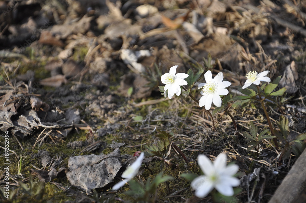 first spring flowers first spring flowers
