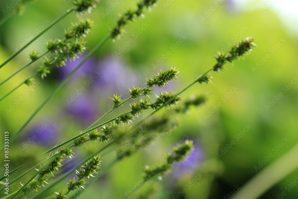 Gräser im Garten Gräser im Garten