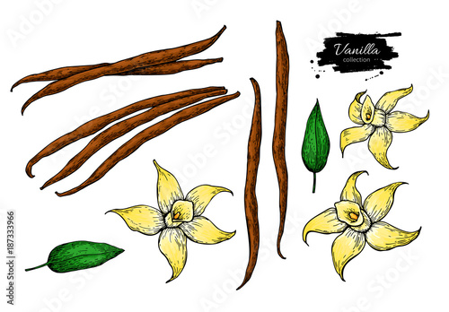 Vanilla flower and bean stick vector drawing set. Hand drawn sketch food illustration