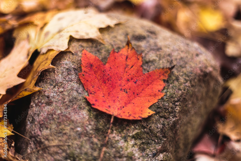 A red Maple leaf sits on a rock surrounded by other neutral colored leaves. The leaf stands out against the yellow. A red Maple leaf sits on a rock surrounded by other neutral colored leaves. The leaf stands out against the yellow.