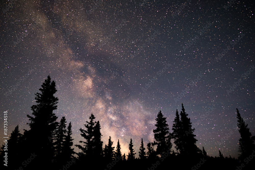 Milky Way and tree silhouette under a clear dark sky. The pine trees