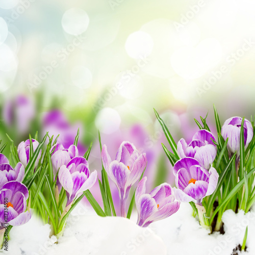 spring crocuses under snow