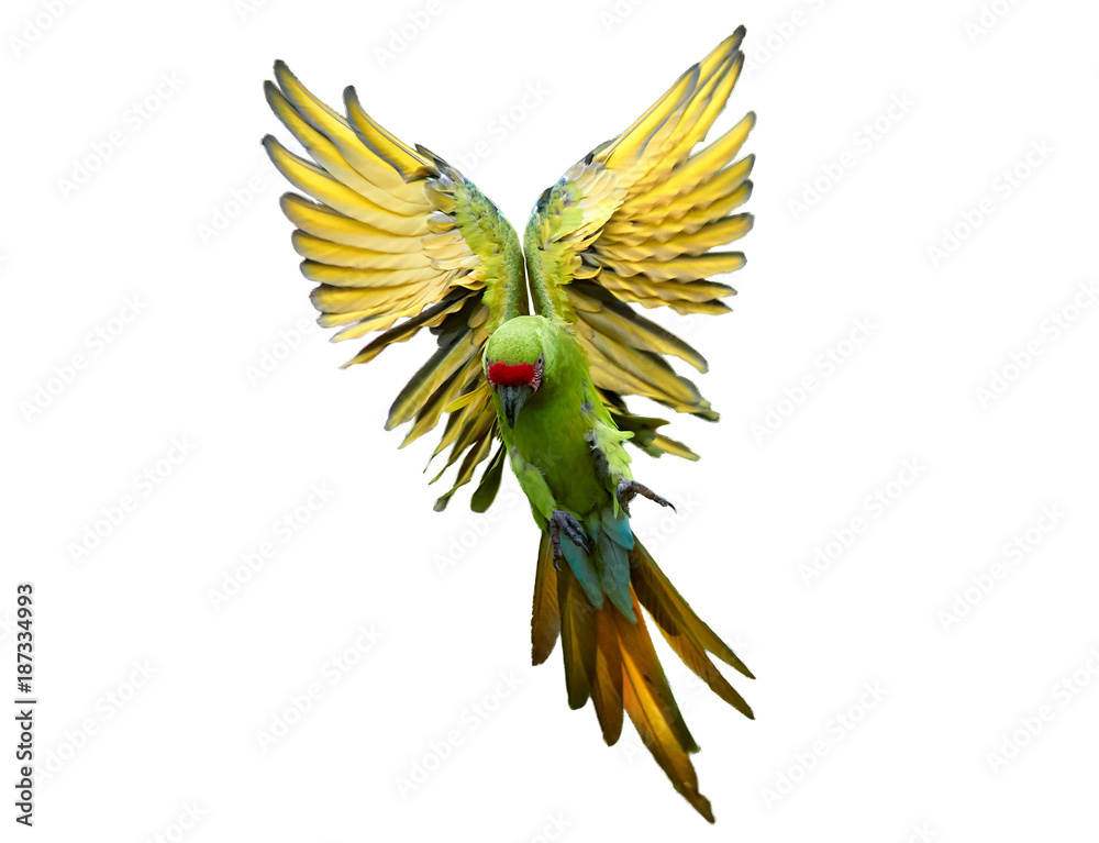 Isolated on white, endangered parrot, Great green macaw, Ara ambiguus, also  known as Buffon's macaw flying with outstretched wings from direct view.  Wild animal. Green-yellow parrot in angel pose. Stock Photo