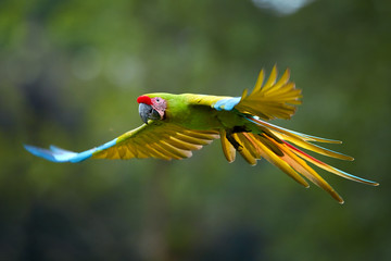 Endangered parrot, Great green macaw, Ara ambiguus, also known as Buffon's macaw. Green-yellow, wild tropical forest parrot, flying with outstretched wings against blurred background. Costa Rica.