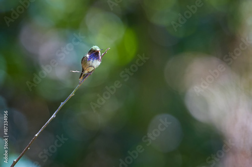 Volcano hummingbird, Selasphorus flammula, very small bird, endemit to mountains of CostaRica and Panama. Male perched on stem against colorful, blurred background.Cordillera de Talamanca, Costa Rica.
