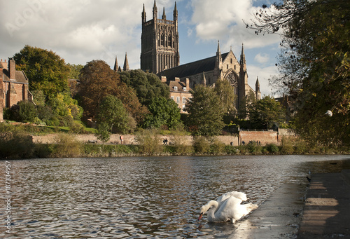 River Severn and Worcester cathedral and swan photo