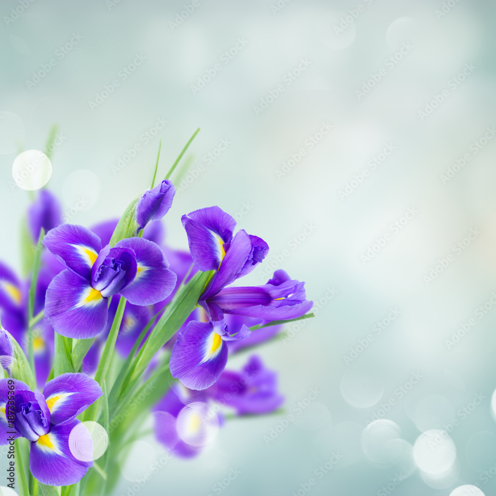 blue irise flowers