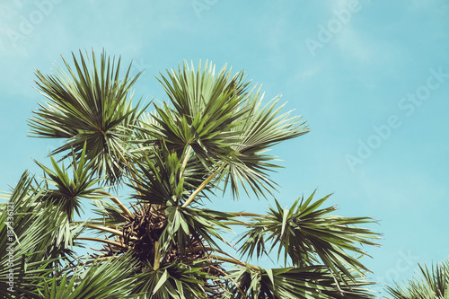 Retro Filtered Single Palm Tree