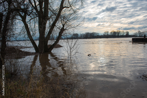 Hochwasser im Winter am Rhein mit Schiffsbrücke und Treibgut