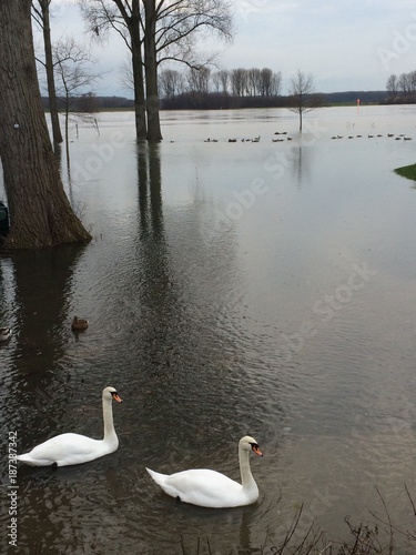   berschwemmungen am Rhein bei Hochwasser