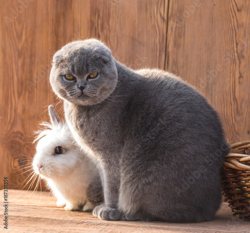 rabbit and kitten