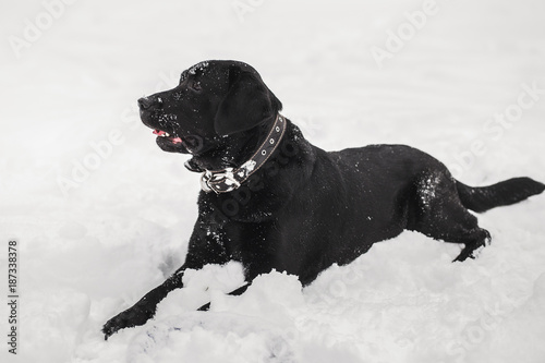 Portrait of cute funny black labrador dog laying happily outdoors in white fresh snow on frosty winter day.