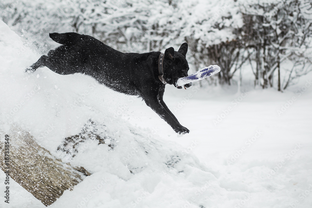 Cute funny black labrador dog playing happily outdoors in white fresh snow on frosty winter day. Dog climbing down snowy tree cheerfully. Horizontal color photography. Cute funny black labrador dog playing happily outdoors in white fresh snow on frosty winter day. Dog climbing down snowy tree cheerfully. Horizontal color photography.