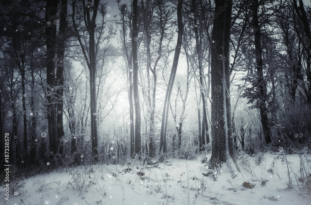magical winter forest with snow flakes falling magical winter forest with snow flakes falling