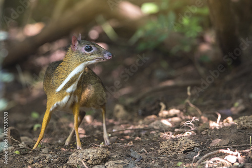 Mouse-deer (Chevrotain) in nature photo