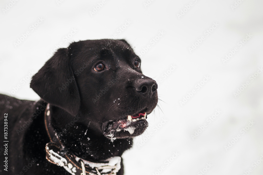 Closeup portrait of funny face of cute  black labrador dog playing happily outdoors in white fresh snow on frosty winter day. Horizontal color image.