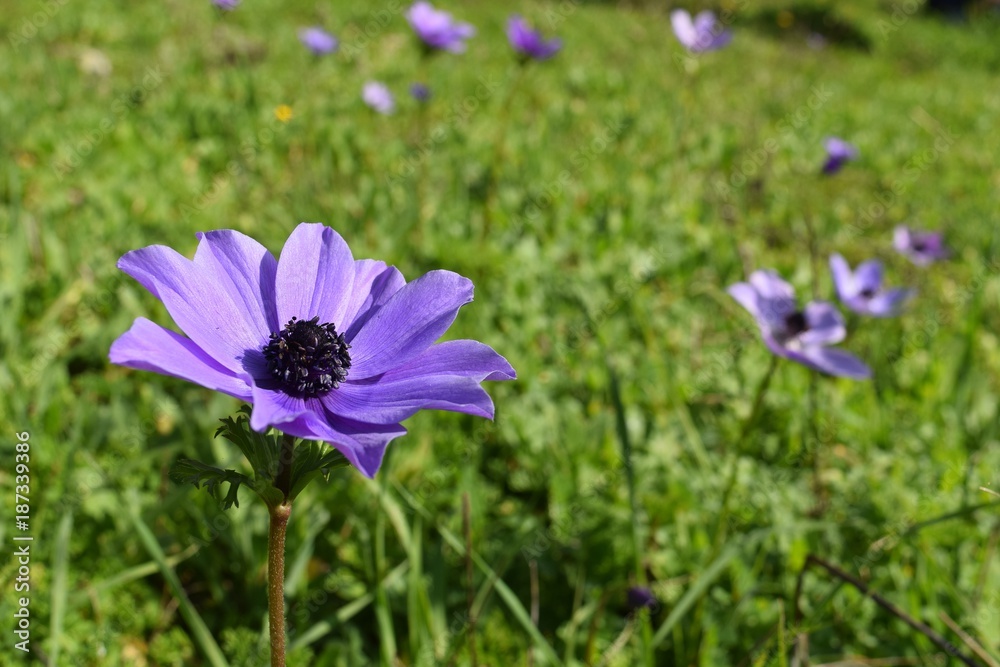 Anemone flower in the forest.Marmaris.Turkey Anemone flower in the forest.Marmaris.Turkey